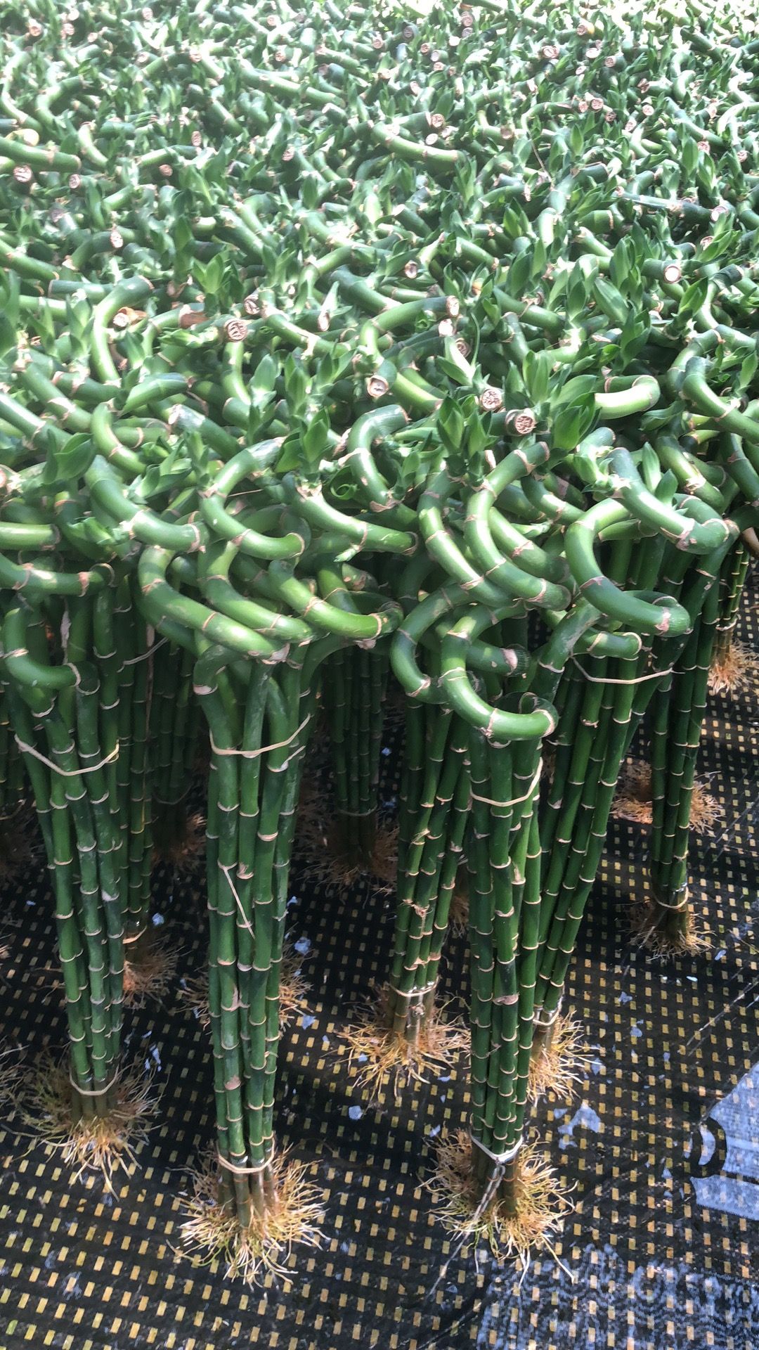 （转运竹）富贵竹  4月新货，目前短芽哦，欢迎关注咨询！