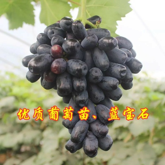 平邑县 甜蜜蓝宝石葡萄苗甜度高市场认可包品种包成活纯正蓝宝石葡萄