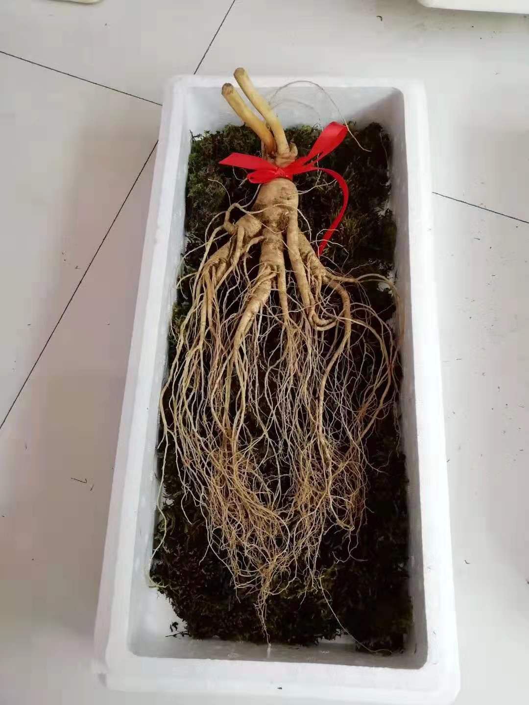 移山参 礼盒鲜参，趴货