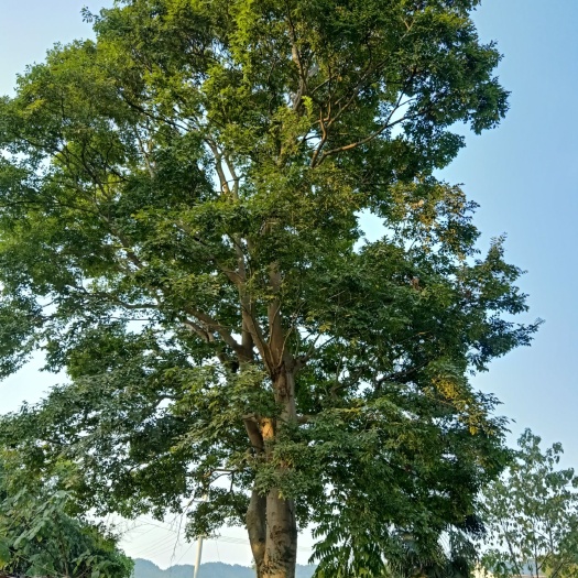 靖州县 30-65精品朴树