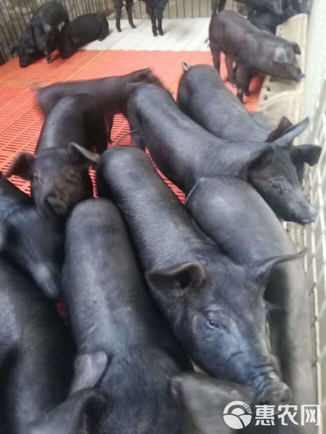 黑猪  沂蒙黑母猪优质高产母猪，抗病能力强！