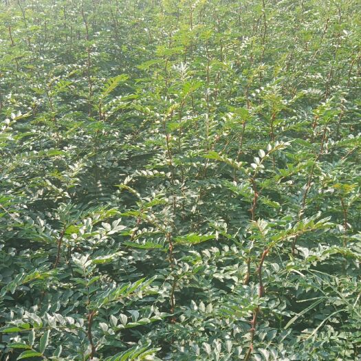 韩城市大红袍花椒苗  30多年精选品种