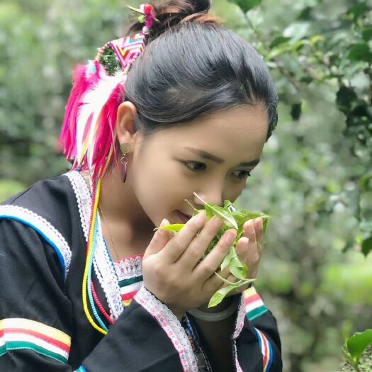 澜沧县景迈古树茶 景迈当季大树生茶（秋），现货两吨。
可带样品试喝，邮费自理。