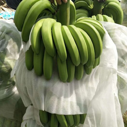 龙州县苹果蕉 诚信为本、质量保证、口感香甜能让市场广大顾客欢迎。