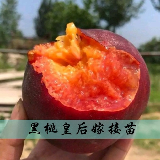平邑县 【热卖品种】黑桃皇后桃树苗嫁接苗正宗黑桃苗提供技术指导种植