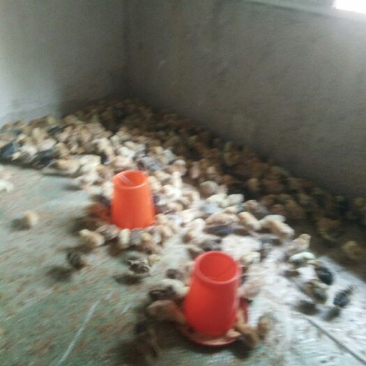 娄底 15天绿壳蛋鸡苗有需要的请联系