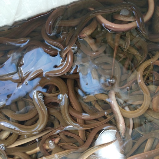 昆明 缅甸黄鳝七钱到一二三两左右