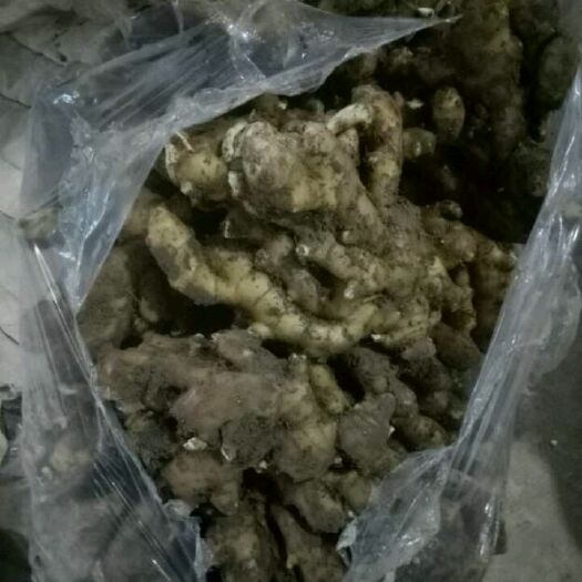 安丘市安丘生姜 4~6两 带土