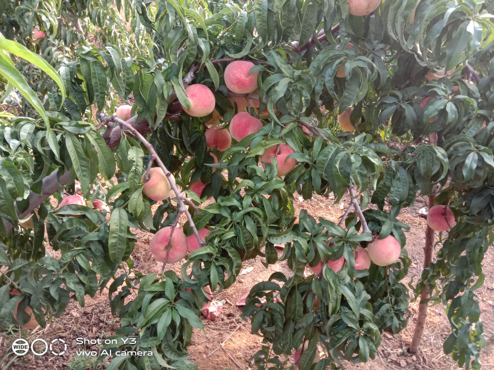  绿色生态的金秋红蜜桃，现在已经上市，期待与您精诚合作