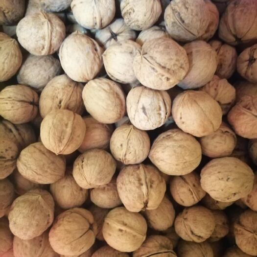 阿克苏市 185薄皮核桃批发价出售，仅限200斤，手慢无