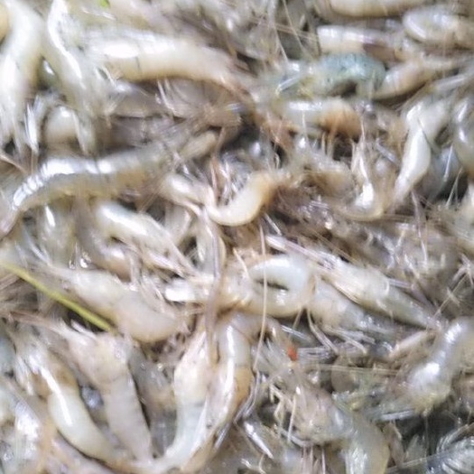 潜江市白米虾  清水小活虾，晶莹剔透，干货鲜货都有，价格美丽