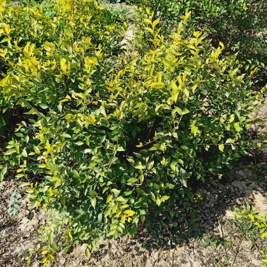 甘谷县金叶榆 自家苗圃种植，量大从优