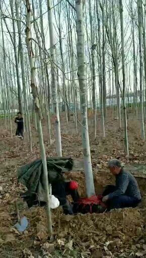 民权县速生法桐 宋红芝家庭农场专业种植于销售法桐，规格齐全发往全国各地