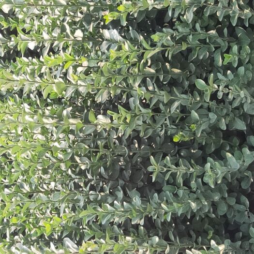 新沂市大叶扶芳藤，自产自销无差价，
