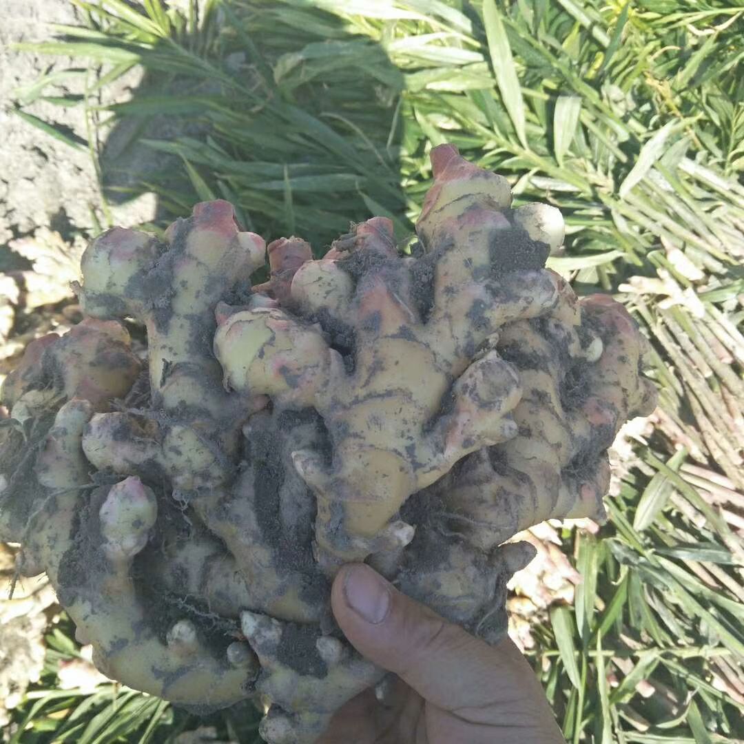  小黄姜  二黄姜   老姜