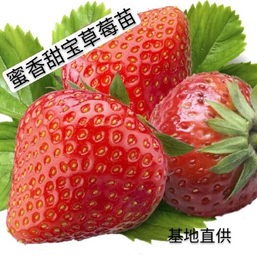 平邑县蜜香甜宝草莓苗 自家基地培养 现挖现发  盆栽地栽