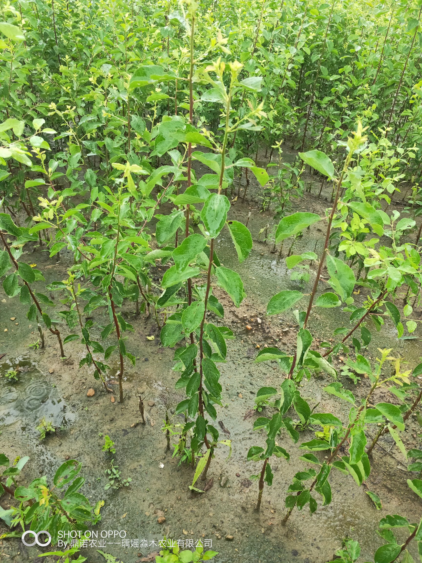 西梅树苗,女神西梅苗,法兰西梅苗,蓝蜜西梅树苗