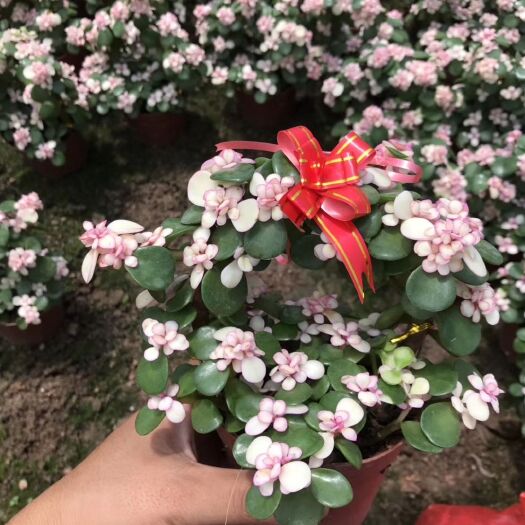 漳州多肉植物  金枝玉叶锦手捧花，花篮，批发出售