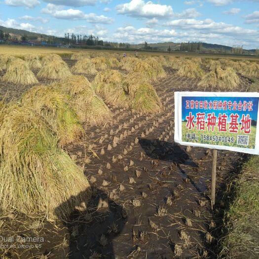 五常稻花香稻谷，鲜米机专用（22年新谷）种植基地直供