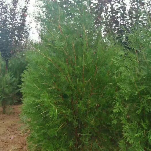 合水县窄冠侧柏 精品侧柏