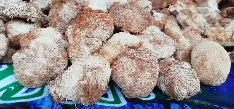 广州 猴头菇，干猴头菇