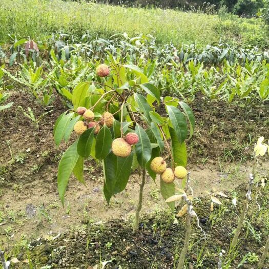 灵山县无核荔枝苗 无核荔枝，正品嫁接苗，1年挂果