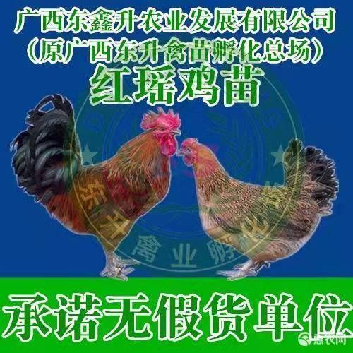 南宁 红瑶鸡苗～～～承诺无假货单位