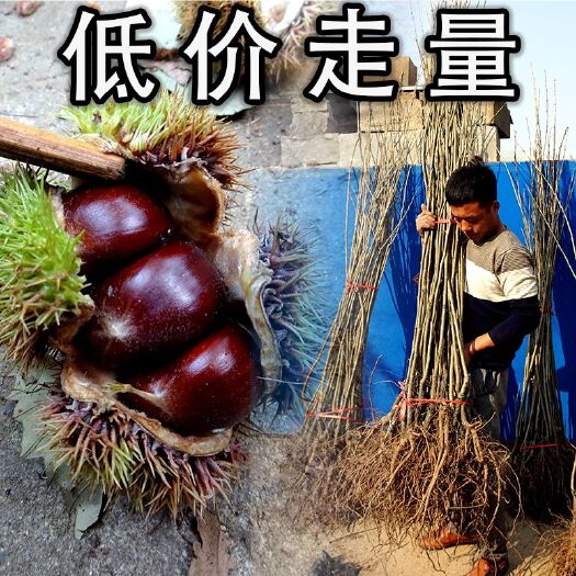 平邑县 板栗苗树苗嫁接大红袍板栗苗特大栗子树苗南方北方地栽种植果树苗