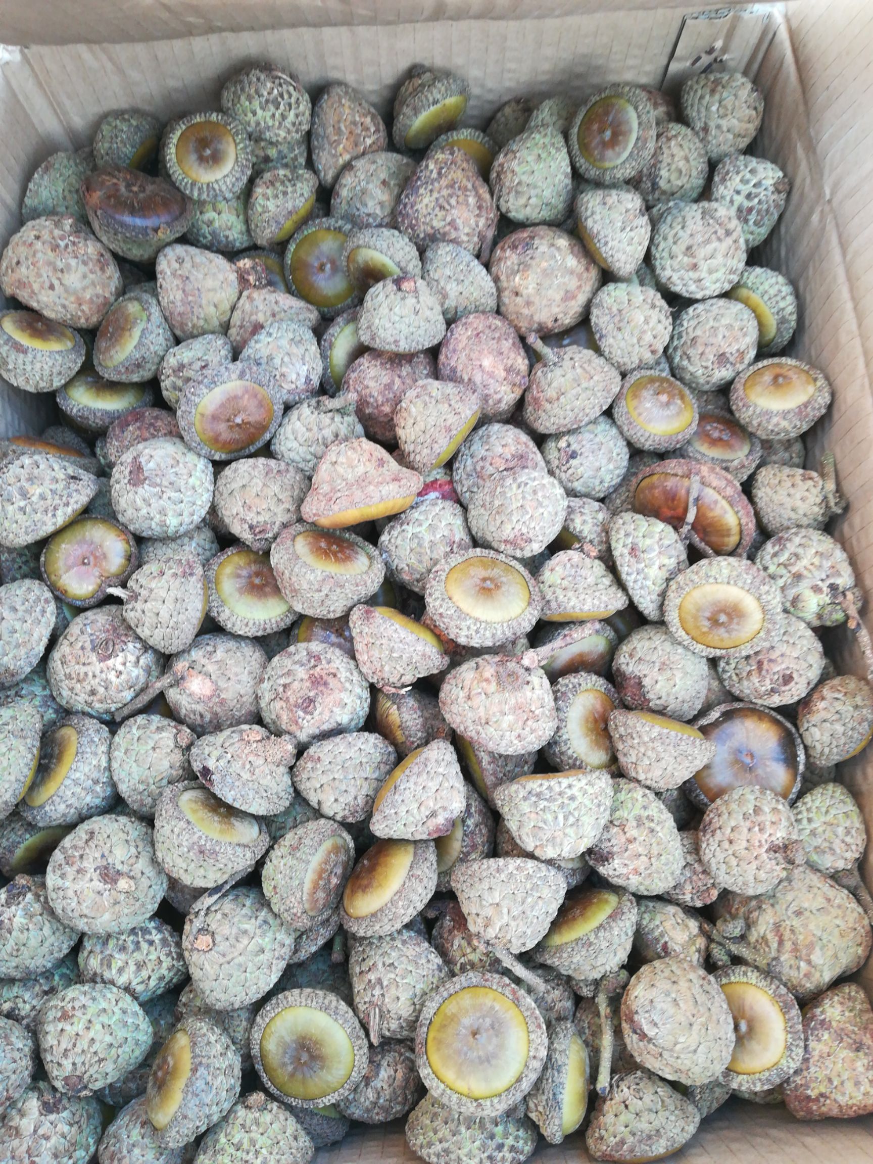 广西风流果(带皮生鲜货)果预售中……