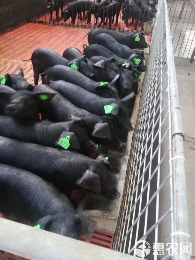 黑猪  沂蒙黑母猪优质高产母猪，抗病能力强！