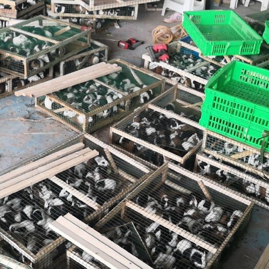 新沂市荷兰鼠种苗出售，商品鼠荷兰猪。