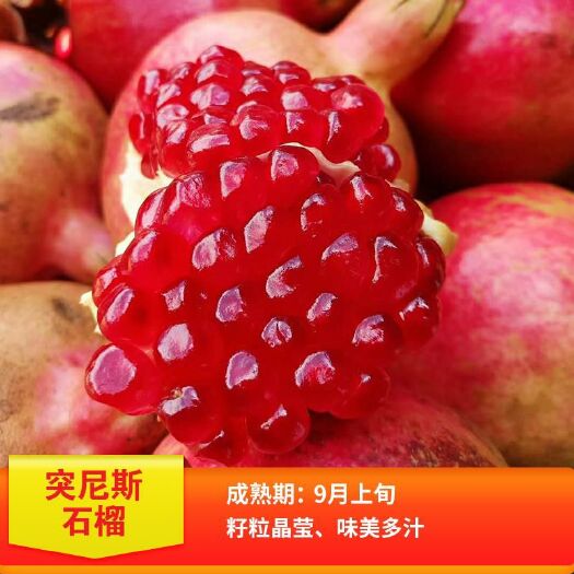 平邑县 突尼斯软籽石榴树苗 黑籽软石榴