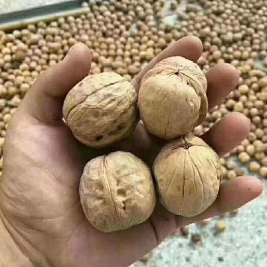 临猗县 正宗新疆阿克苏薄皮纸皮核桃