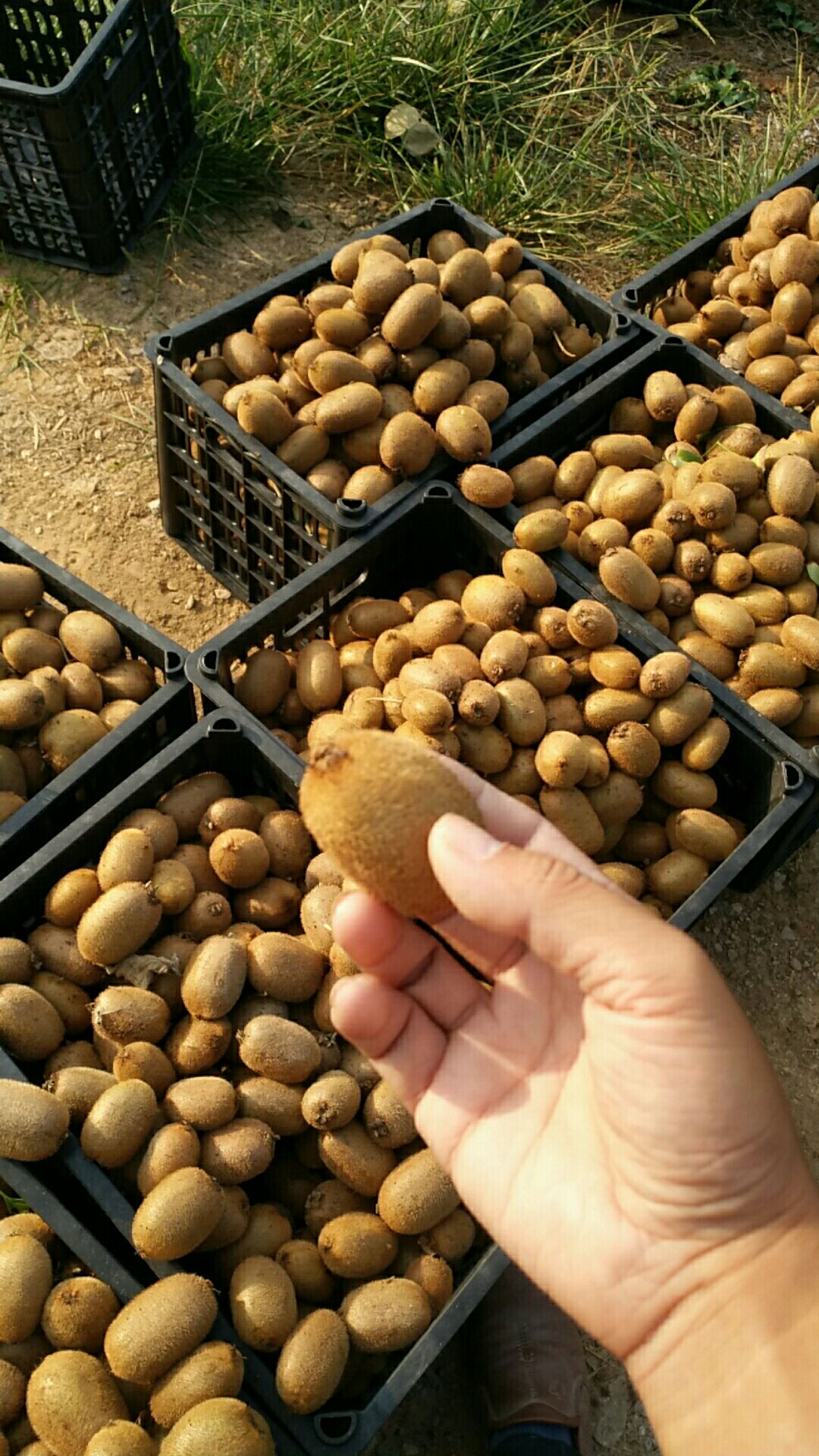 绿心猕猴桃 大量出售小果