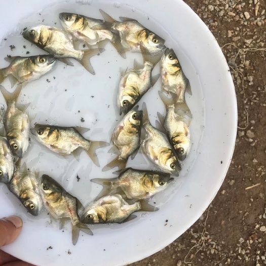 佛山缩骨大头鱼苗 A AAAA级缩骨大头苗，就是这样的现货
