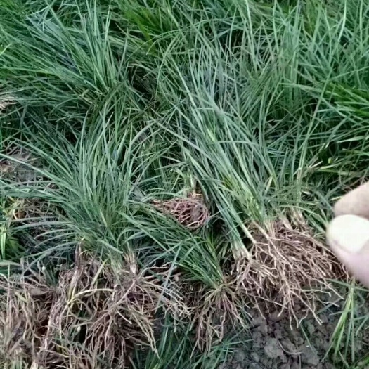 三台县 自产自销麦冬草