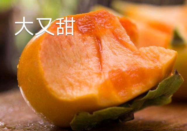 平邑县脆柿苗 味甜，高产   易成活