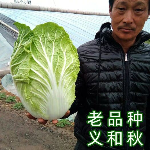  高产大白菜种子农家绿色包心黄心毛白菜秋冬季山东青口义和秋籽孑