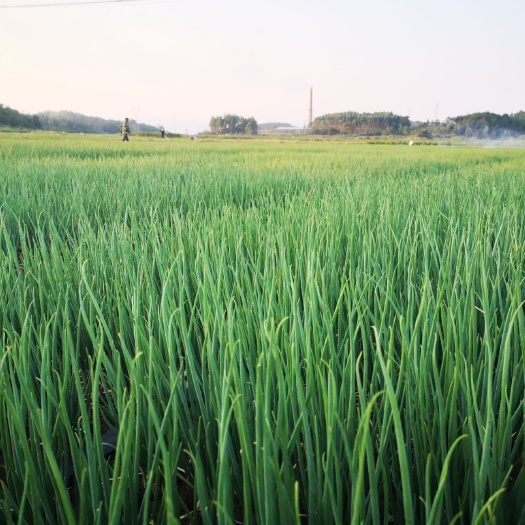 灵川县小香葱