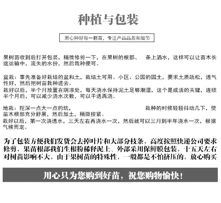 水晶石榴苗 水晶石榴 蒙阳红榴树苗  红宝石等多种品种包成活  假一赔十