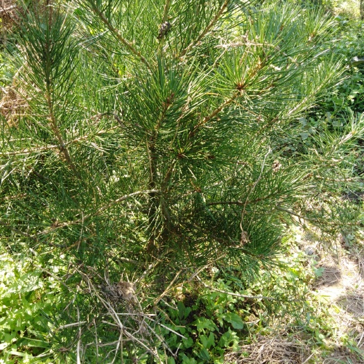 周至县普通雪松 长势旺胜，崔财崔福