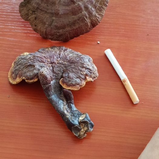 商南县赤灵芝  灵之