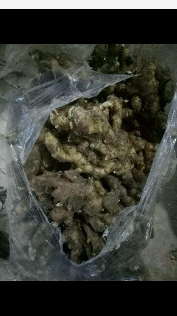 安丘生姜 6两以上 带土