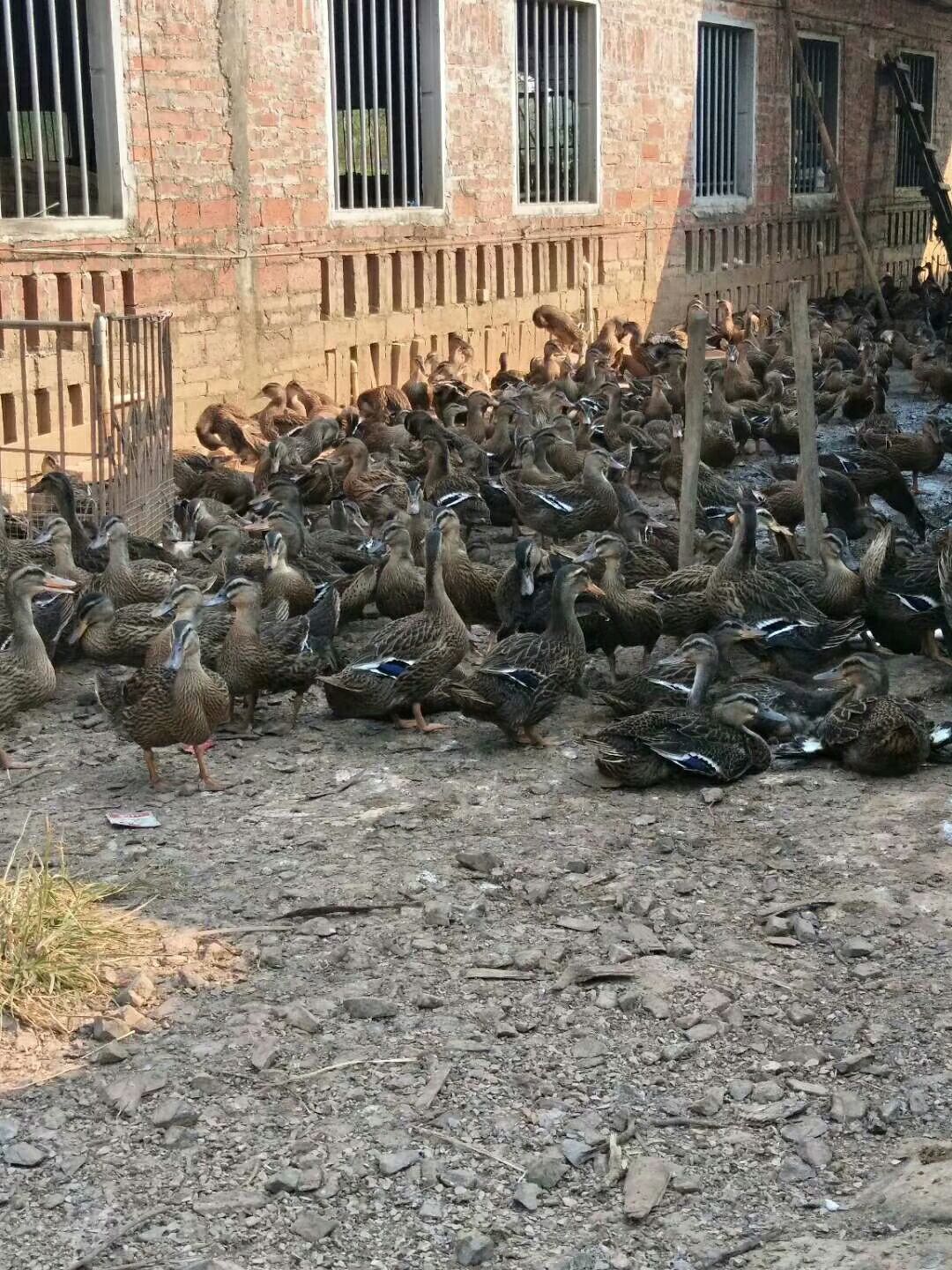 化州市水鸭出售