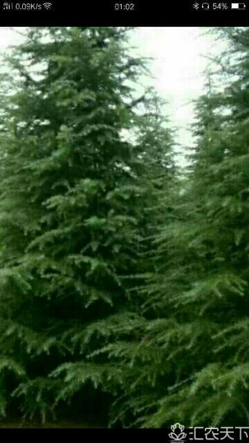 汝南县万亩雪松种植基地