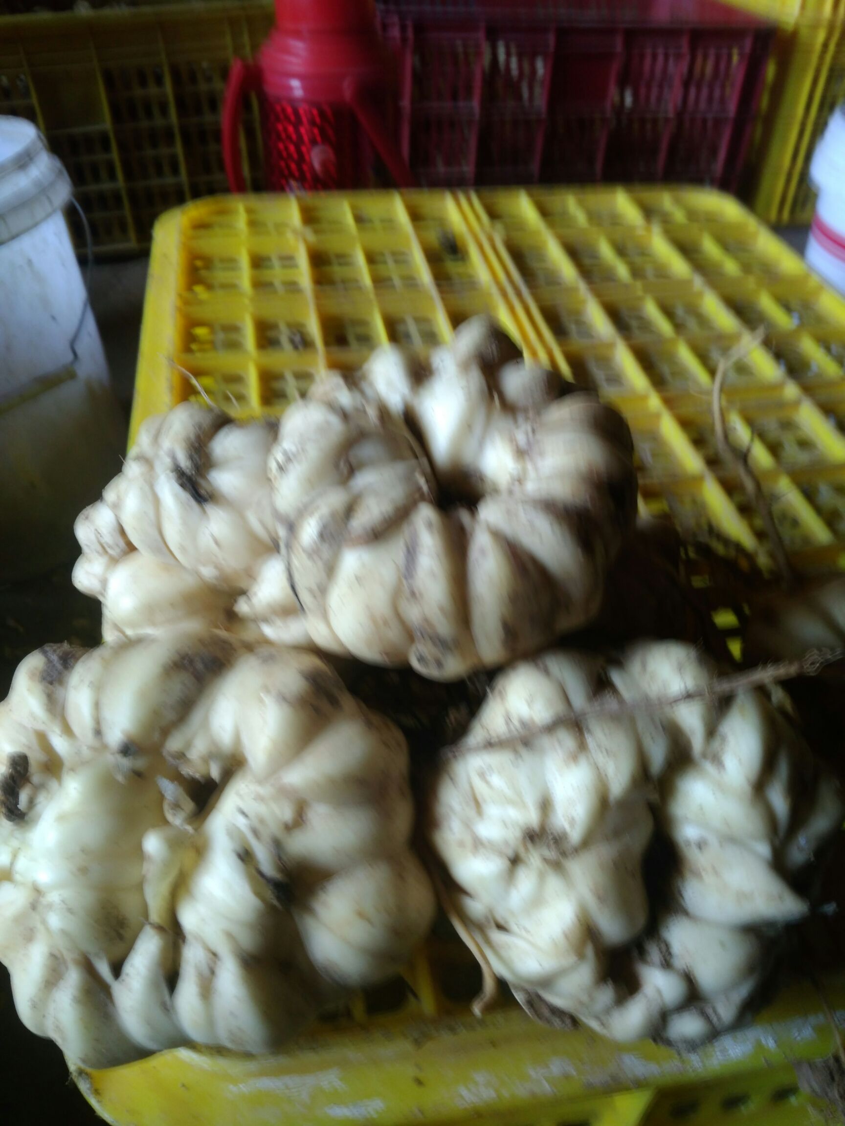 龙牙百合 邵阳新宁龙芽百合，现卖现挖，鲜白龙芽，三两以上