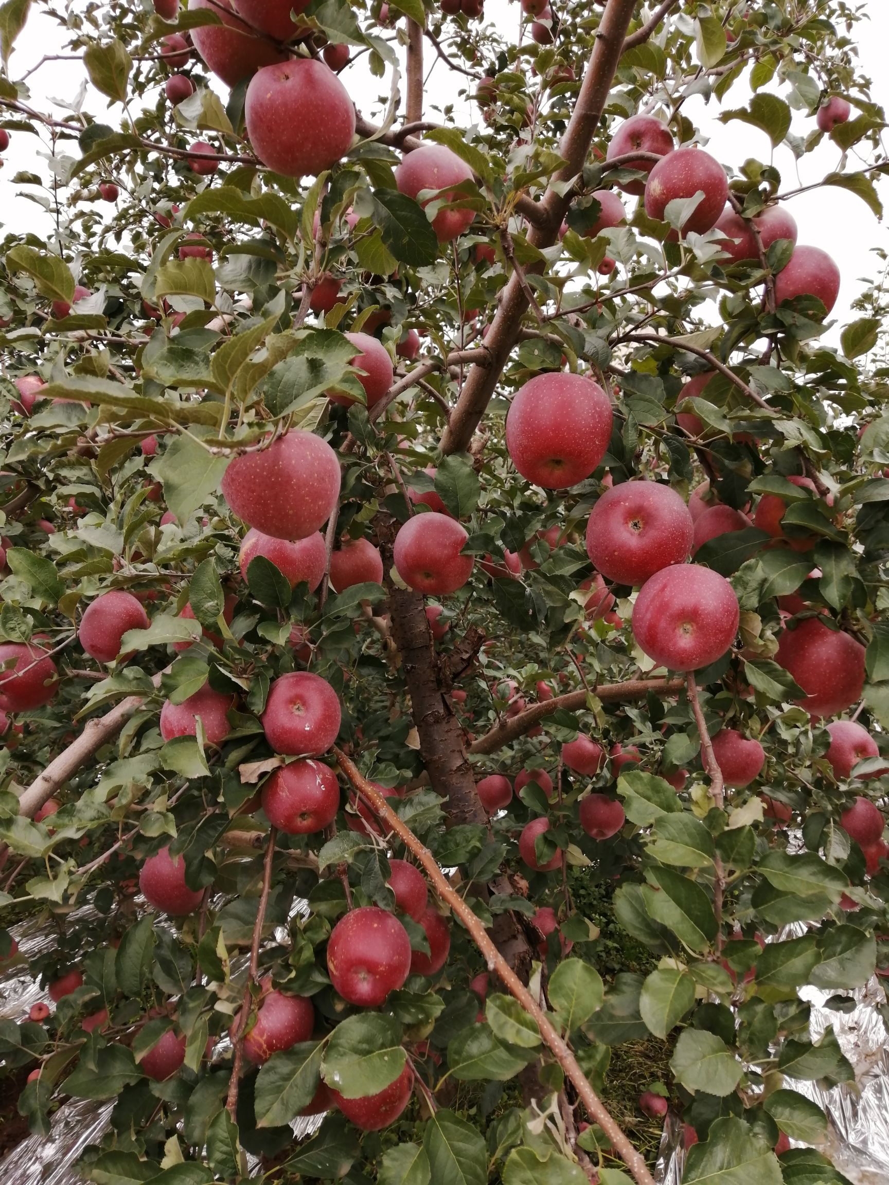  大凉山盐源县糖心红富士苹果 清香脆甜 产地直供  坏果包赔