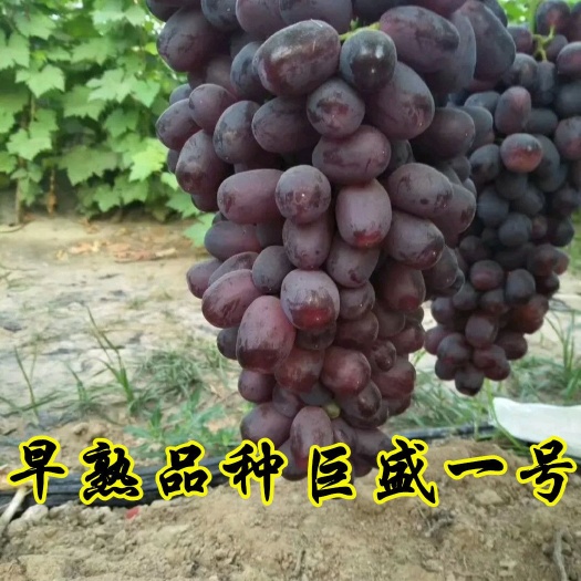 平邑县 【新品促销】早熟品种巨盛一号葡萄苗五月份成熟天然无核提供技术