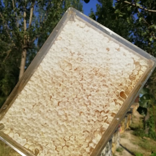 邢台 一手货源蜂巢蜜，自产自销蜂场直供荆条蜂巢蜜量大从优一件代发