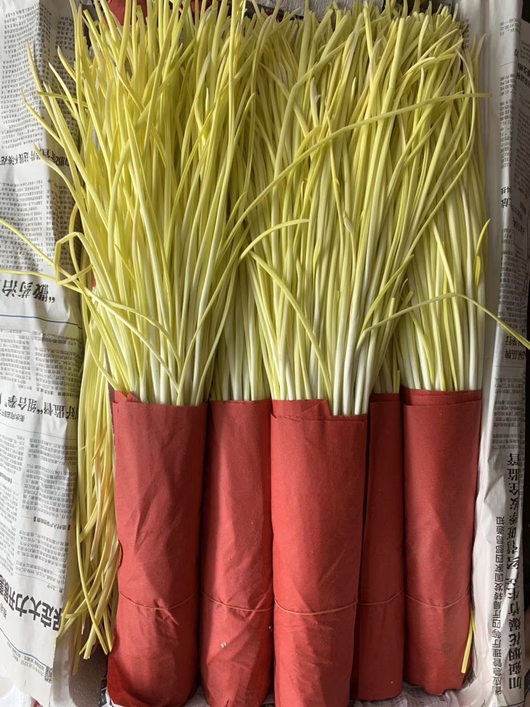 霸州市 沙壤土专业培育蒜黄，精选优质。蒜类蔬菜混身是宝，保健养生